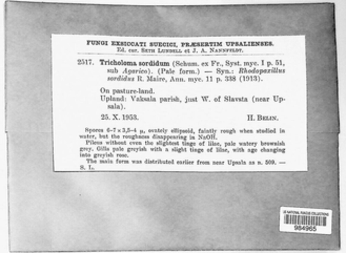 Tricholoma image